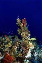 Blue Striped Grunt hanging out amongst the hard and soft ... by Matthew Shanley 